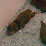 Jack Russells For Sale Southampton