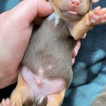 Jack Russells For Sale UK