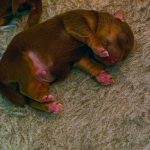 Jack Russells Puppies For Sale