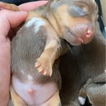 Jack Russell Terriers For Sale