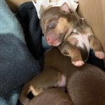 Portsmouth Jack Russells For Sale