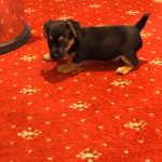 Chocolate Jack Russells