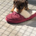 Cost of Jack Russell Puppy