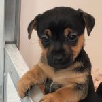 Buy a jack Russell in