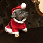 Jack Russells for sale