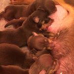 Jack Russell Puppies Hampshire