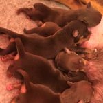 Jack Russell Puppies in Hampshire