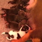 Jack Russell Puppies for sale Hampshire