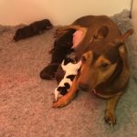 Jack Russell Puppies for sale in Hampshire