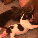 Jack Russell Pups Hampshire