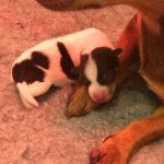 Jack Russell Puppies available in Hampshire