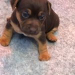 Buy Jack Russell Pups