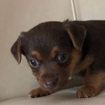 Buy Rare Colour Jack Russells