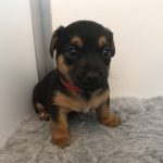 Rare Jack Russell Puppies