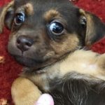 Rare Colour Jack Russell Puppies