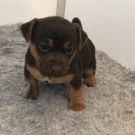 Chocolate Jack Russells
