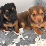 Rare Coloured Jack Russells